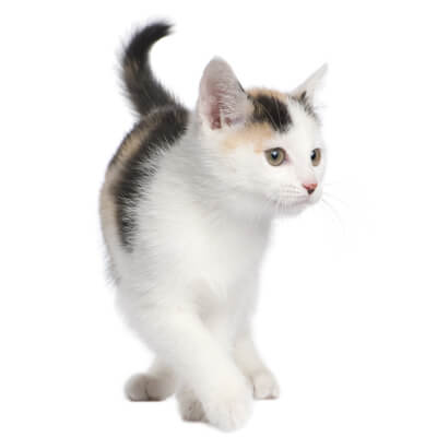 calico kitten