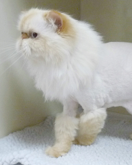 lion trim cat