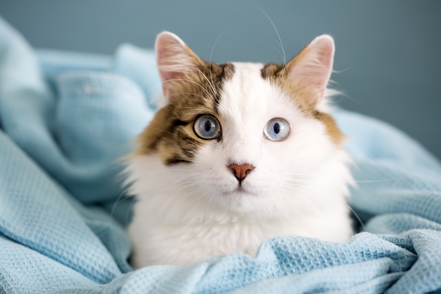 blue eyed cat