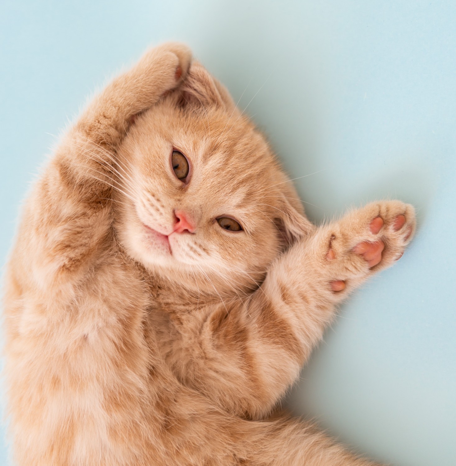 orange cat orange cat